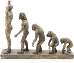 Beeld Evolutie Mensheid - Resin - Aap Evolutie - 25.8 Cm Hoog